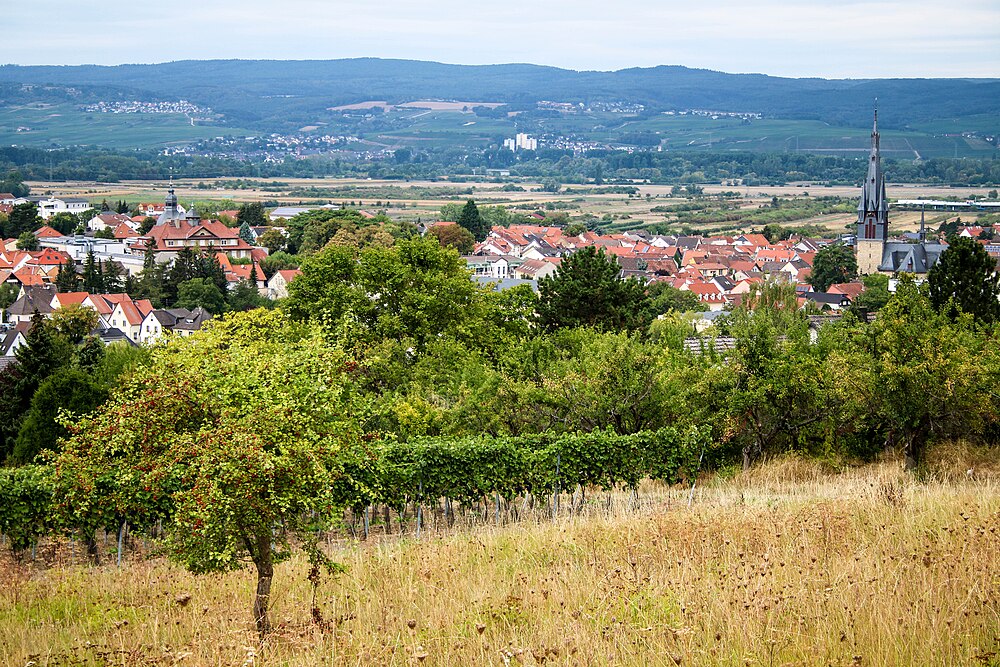 Rheinhessische Weinlandschaft